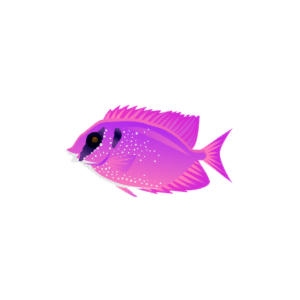 Cerise Spotted Rabbitfish